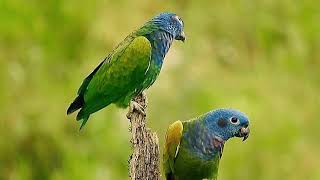 Blue headed parrot pionus parrot sound [upl. by Tabib]