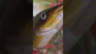 Sun catfish video [upl. by Tarsus]