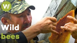 Traditional harvest of Burzyan honey  The Master of Bees Russia [upl. by Nillor]