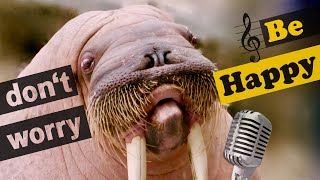 Funny Walrus whistling Don’t Worry Be Happy [upl. by Nivets]