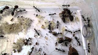 Camponotus singularis  Open view [upl. by Lizzy586]