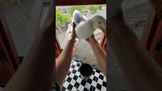 Trying To Hold My Pet Seagull Part 8 [upl. by Lucky]