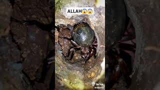 ALLAH HO AKBER😱😱✅️🤲🕋♥️💯QURANTILAWATISLAMIC SHORTFORYOU VIDEO [upl. by Auqinet]