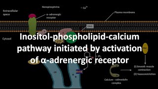 Inositol phospholipid calcium pathway initiated by activation of alpha adrenergic receptor [upl. by Rimaa]