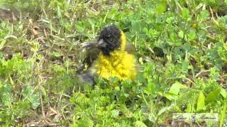 CABECITA NEGRA  Carduelis magellanica  AVES DE ARGENTINA [upl. by Ennadroj]