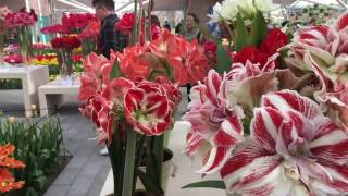 Keukenhof 2017  Amaryllis Parade II [upl. by Ennovy]