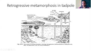 Retrogressive metamorphosis [upl. by Marston728]