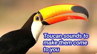 toucan sounds to make them come to you  toucan call [upl. by Harte204]