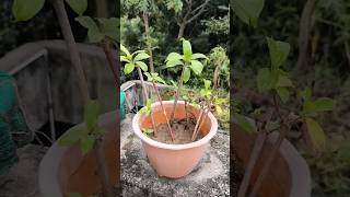 Allamanda plant grow with cuttings plantgrowingtips viral shorts plantcare [upl. by Mackey911]