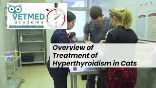 Overview of the Treatment of Hyperthyroidism in Cats [upl. by Nomra]