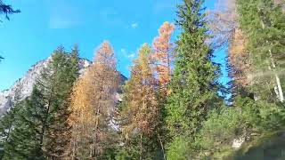 Road to Malga Ra Stua III Ampezzo Dolomites VII Veneto Italy 221024 sunny foliage dolomites [upl. by Maisie698]