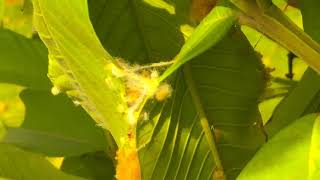 Tailor Bird Orthotomus sutorius Weaver Bird Engineering built Nest  stitching leaves   پرندہ [upl. by Filbert210]