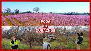 PODA de DURAZNOS PRUNING PEACH TREES [upl. by Faustine578]