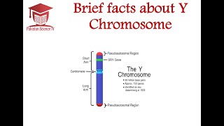 Short Story of Y Chromosome [upl. by Martel]