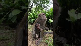 Monkey Baby Long Tailed Macaques philippines monkey wildlife [upl. by Kelci]