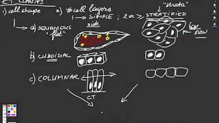 04DHistologyEpithelial Tissues Classification [upl. by Corri]
