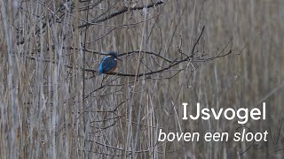 IJsvogel boven de sloot 1167 [upl. by Almond271]