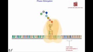 La traduction de lARN messager en protéines Animation [upl. by Assirrec]
