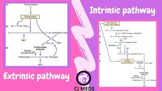 Extrinsic and Intrinsic pathway of coagulation  coagulation cascade [upl. by Denby796]