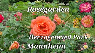 Rosegarden Herzogenried Park Mannheim Summer 2022 [upl. by Jobi172]