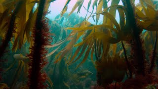 Living Kelp Forest Pembrokeshire [upl. by Anelra]