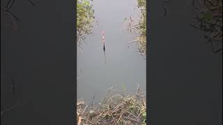 One package of bait for fishing large crucian carp next to the water plants on the riverside [upl. by Alamap49]