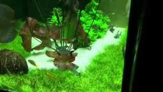 Juwel Lido 200 discus aquascape [upl. by Ecirpac]