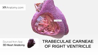 Trabeculae carneae of right ventricle [upl. by Anayt]