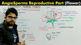 Angiosperms General Characteristic and Flower Structure and Function [upl. by Portwin]