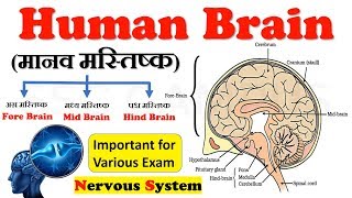 Human Brain मानव मस्तिष्क  Human Brain Facts Fore Brain  Nervous System  Brain class 10 [upl. by Annairda]