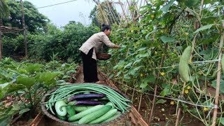 Harvesting cucumbers cowpeas eggplants tending to the bean garden cooking [upl. by Ennaeirrac]