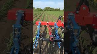 First Pass Cultivation of Organic Corn With Hatzenbichler Cultivator and Camera Guidance Hitch [upl. by Sherwin424]