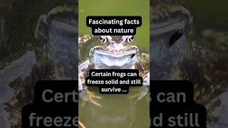 This Frog Survives Even After Being Frozen X Nature fact nature frog [upl. by Busey273]