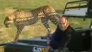 A Female Cheetah Uses a Warthog as Practice Prey for her Cubs  BBC Studios [upl. by Uhile921]