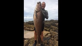 How to fillet a Jewfish or Mulloway [upl. by Aletsirc]