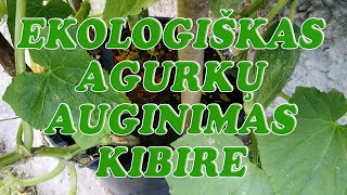 Ekologiškas agurkų auginimas kibire [upl. by Anauj]