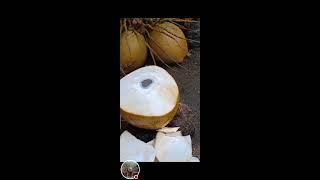 ASMR refreshing BUKO 🌴 Fresh buko juice 😍 [upl. by Leakim]