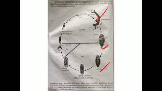 Life Cycle Of Schistosoma Haematobium [upl. by Vickie44]