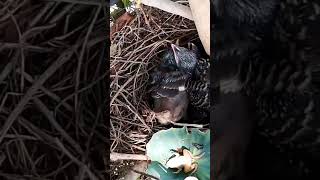 Common myna Birds bring crickets to feed their three young at the nest [upl. by Nylteak668]