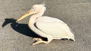 PINK PELICAN in PAPHOS HARBOUR in CYPRUS [upl. by Eerihs]