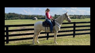 Cremello Tennessee Walking Gaited Family Safe Trail Gelding For Sale [upl. by Coucher]