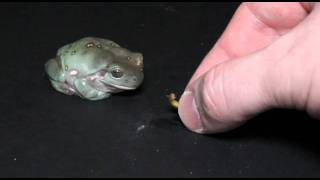 Whites Tree Frog Eating a Mealworm [upl. by Dayna]