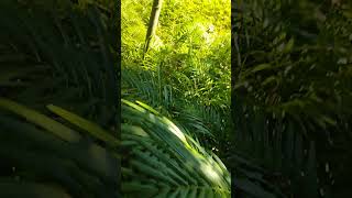 Areca palm plant available hi oder now connect evergreen assam nursery number 8638554932 [upl. by Lanford]