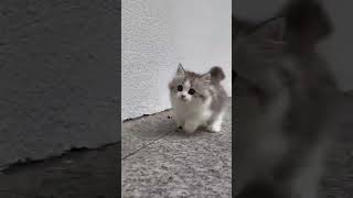 cats meowing cats funny videos 🐾🐈cat cats shorts viralvideo youtubeshort [upl. by Chapland]