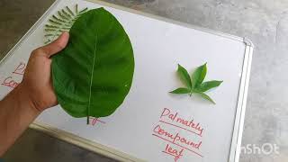 Palmately compound leaftypes of leaves [upl. by Saduj]