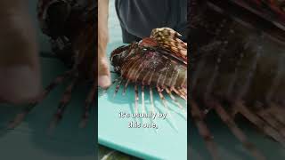 How to Eat Venomous Lionfish shorts [upl. by Znieh]