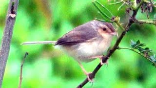 20240427  關渡防潮堤  褐頭鷦鶯Prinia inornata 淡水河春季同步鳥類調查 [upl. by Salokkin]