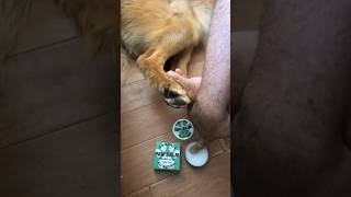 NO dry toes 🚫 pawbalm petcare soft softpaws pawmassage dogpaws pawcare [upl. by Hameerak26]