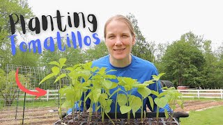 Planting Tomatillos [upl. by Massimiliano]