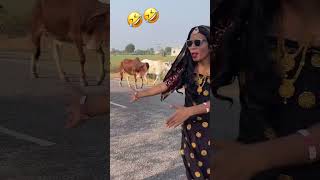 Dekho Basanti se milane Kaun aaya hai comboshortvideo rajasthani comedyvideos basanti bandikui [upl. by Ailati]